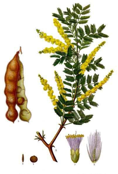 Acacia01