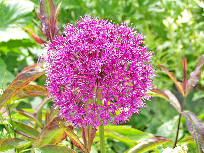 Allium01