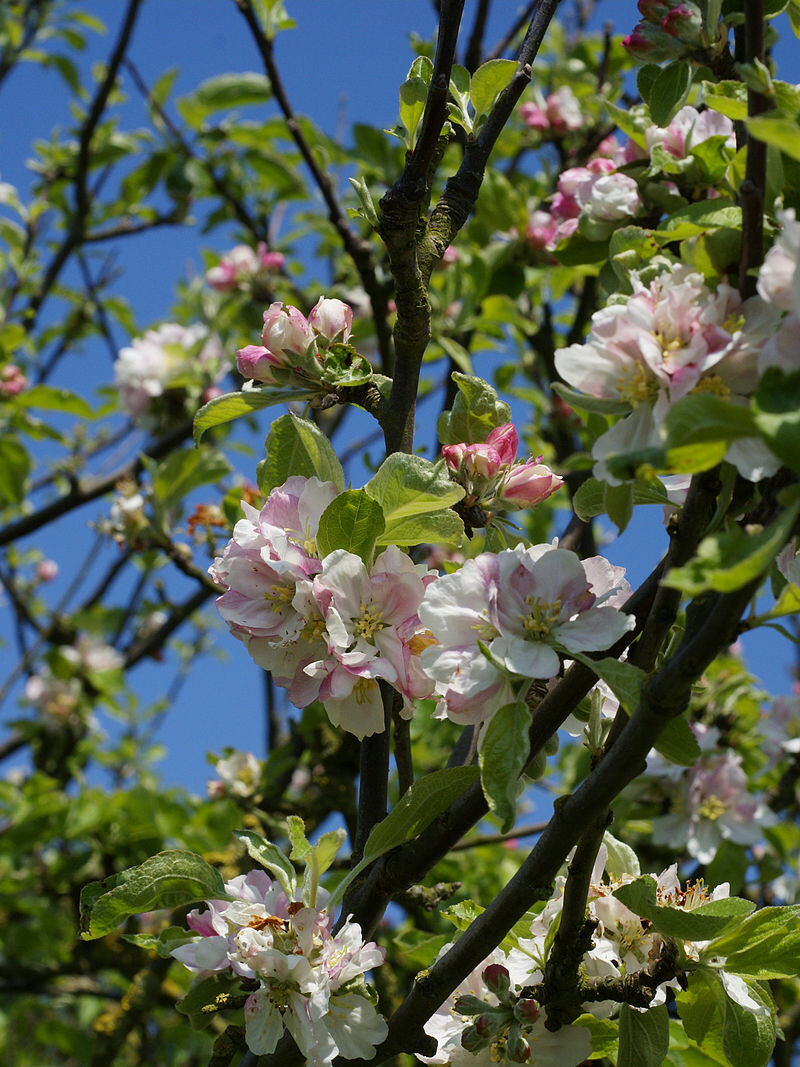 Appel02