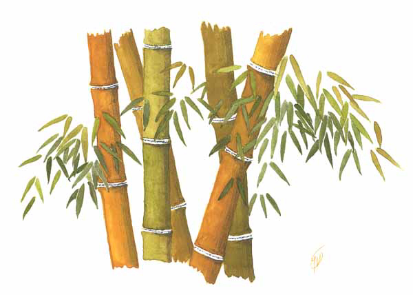 Bamboe03