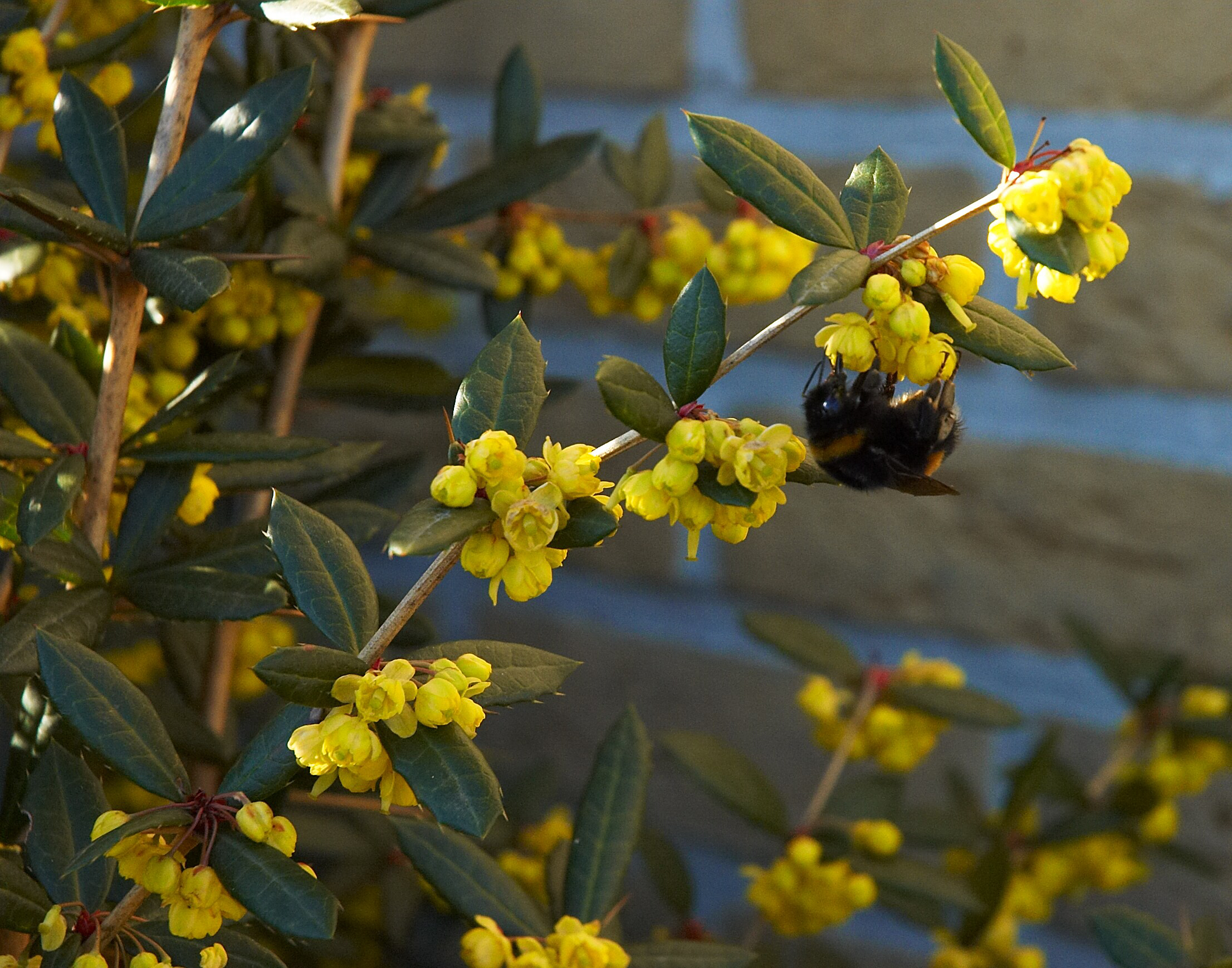 Berberis01