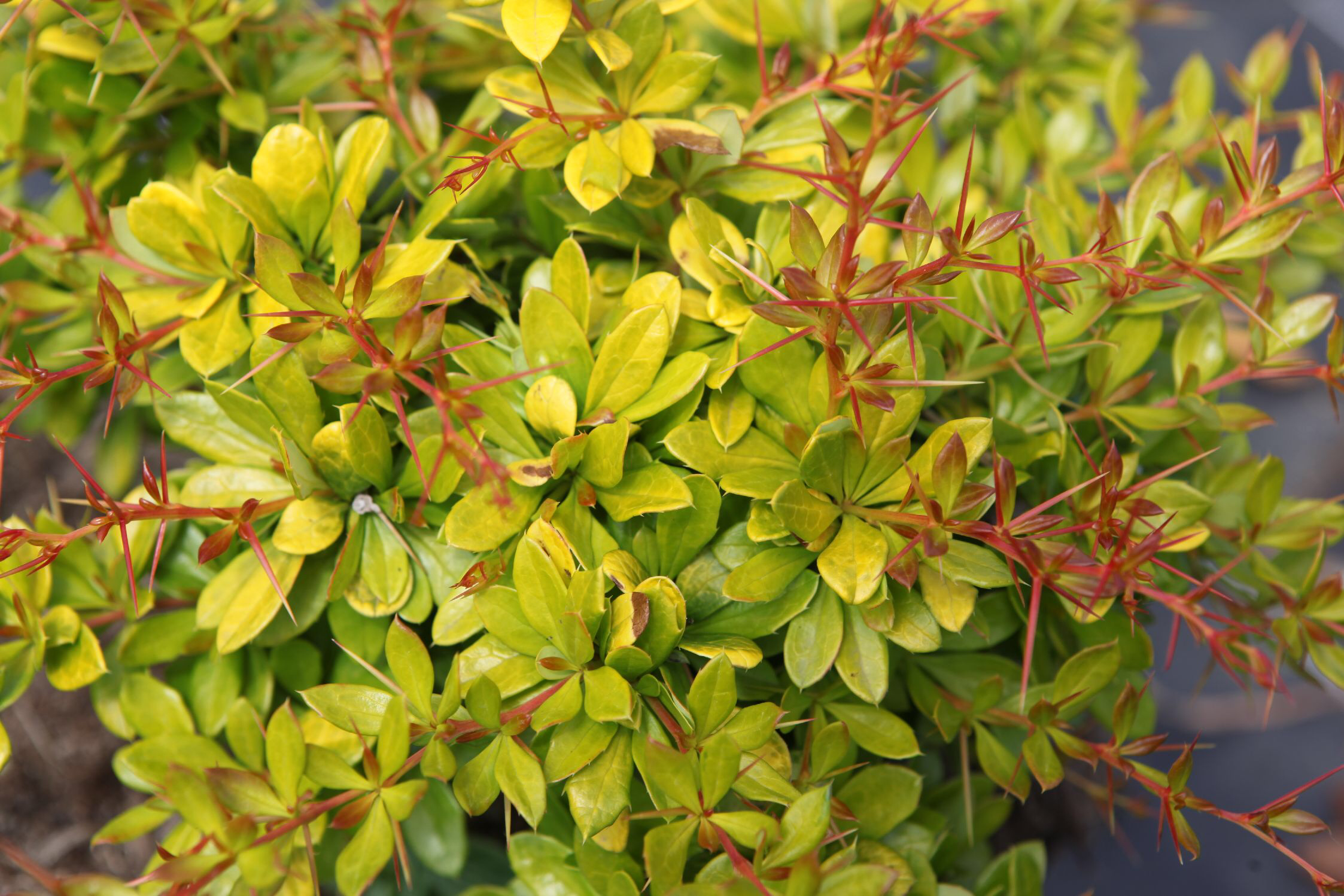 Berberis02